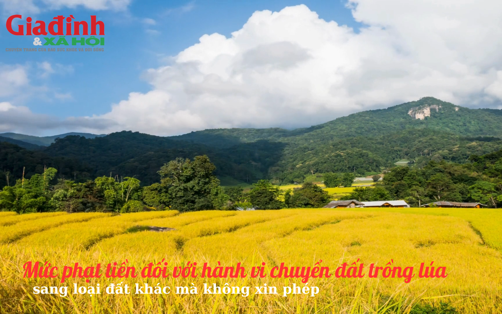 Tự &yacute; lấy đất trồng l&uacute;a để x&acirc;y nh&agrave; mồ - Ảnh 1.