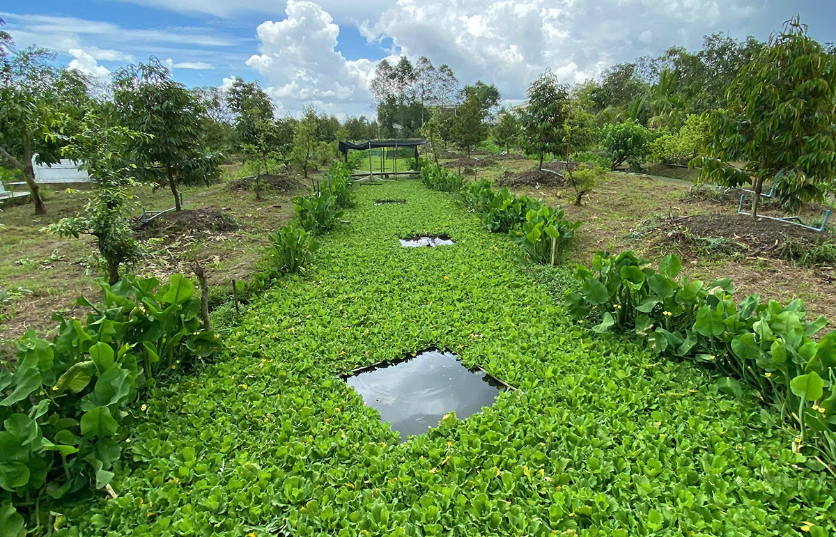 Đàn ốc bươu vạn con trong vườn sầu riêng, chàng trai miền Tây thu lãi bộn tiền - Ảnh 2.