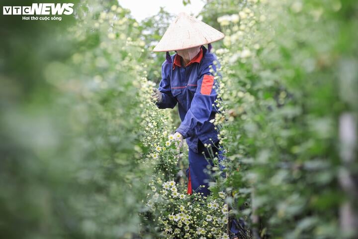 'Đặc sản' Hà Nội tăng giá gấp đôi, khách vẫn chịu chơi lùng mua - Ảnh 3.