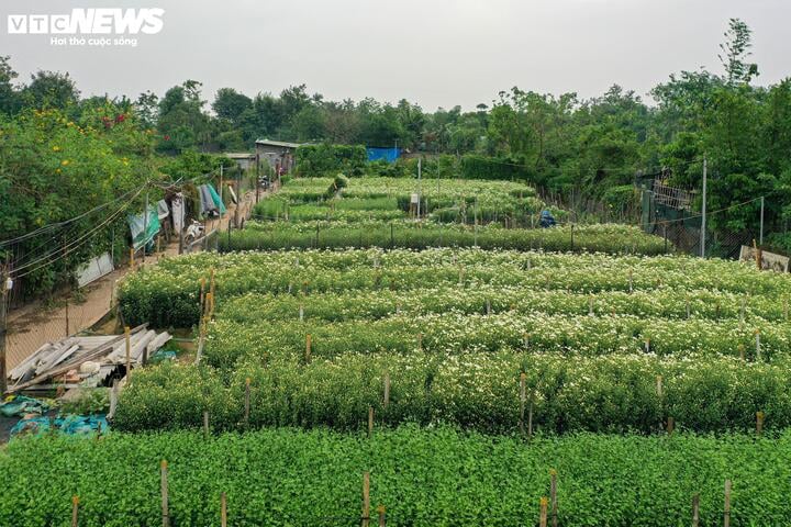 'Đặc sản' Hà Nội tăng giá gấp đôi, khách vẫn chịu chơi lùng mua - Ảnh 2.