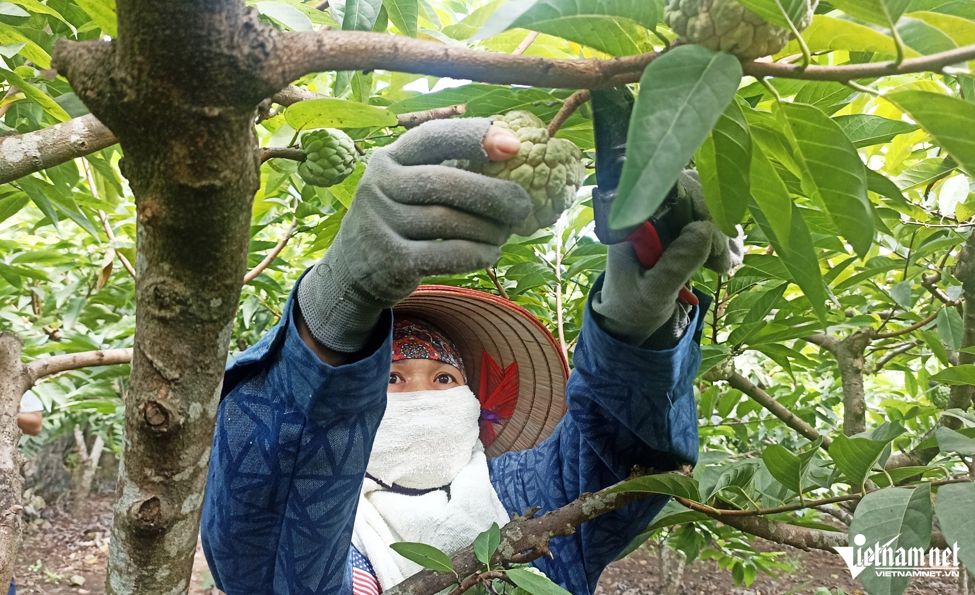 Lấy công làm lãi, nhiều hộ dân 'bỏ túi' hàng trăm triệu nhờ trồng na trên đất đá - Ảnh 1.