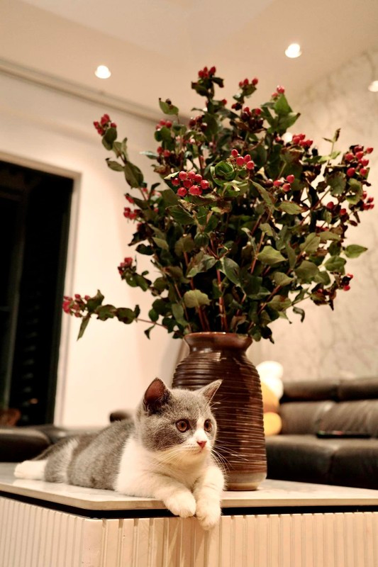 B&ecirc;n trong căn hộ 10 tỷ đồng của L&yacute; To&eacute;t phim Độc Đạo, gia chủ h&eacute; lộ kh&ocirc;ng gian "bất khả x&acirc;m phạm"- Ảnh 9.