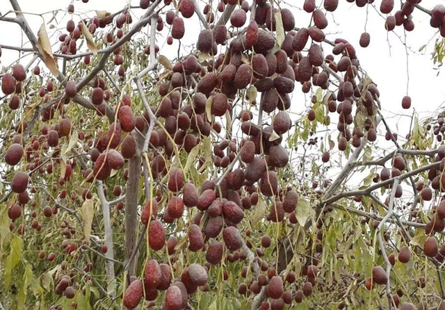 'Thần dược' trồng ở vùng đất lửa của Trung Quốc tràn sang Việt Nam, có loại giá chỉ 50.000 đồng/kg - Ảnh 3.