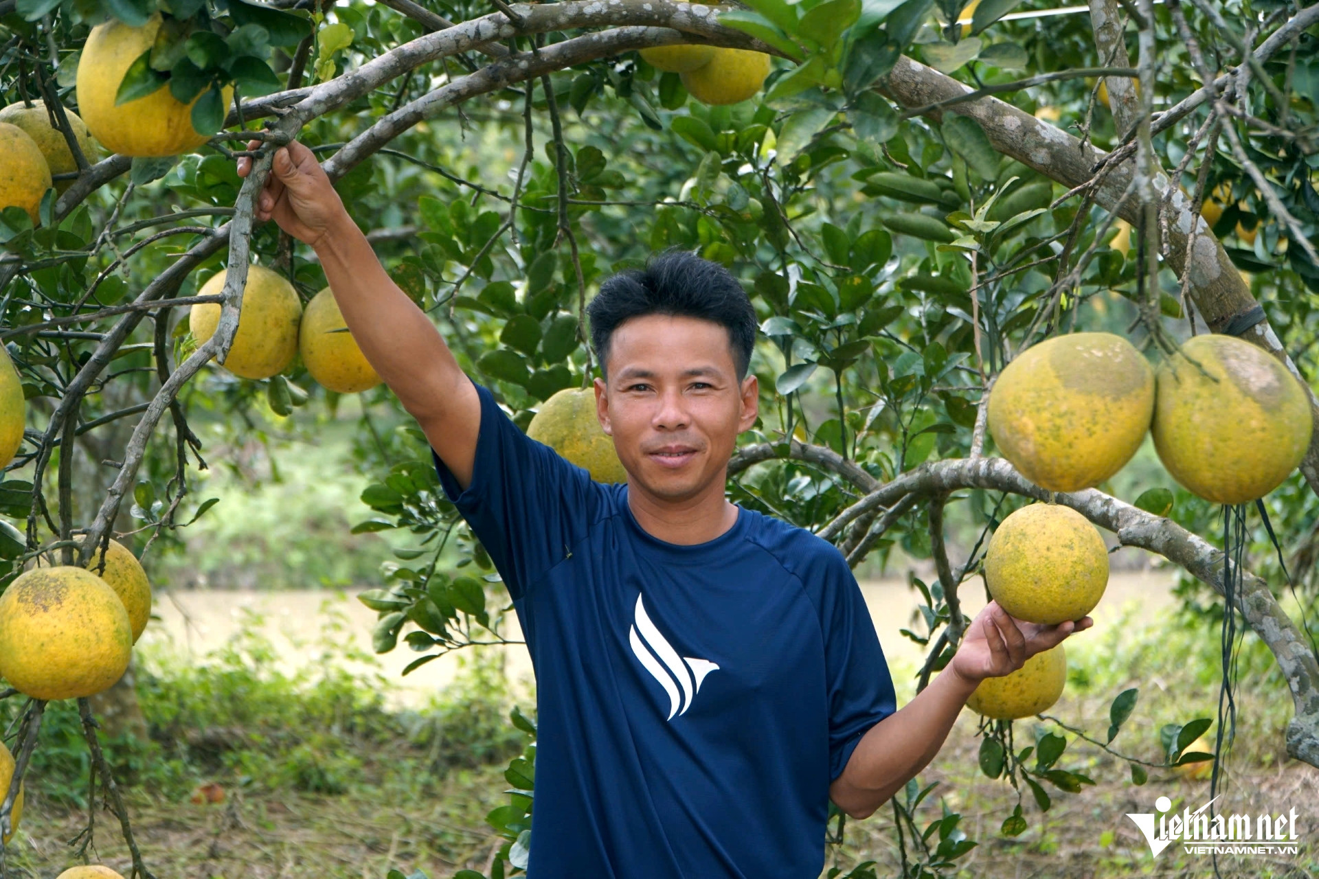 Nuôi trăm tổ kiến làm 'vệ binh', anh nông dân có vườn bưởi sạch với chi phí thấp - Ảnh 1.