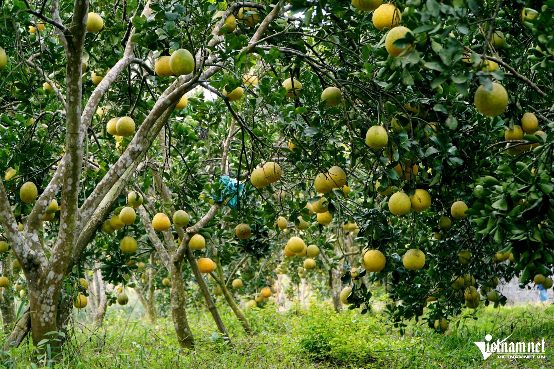 Nuôi trăm tổ kiến làm 'vệ binh', anh nông dân có vườn bưởi sạch với chi phí thấp - Ảnh 5.