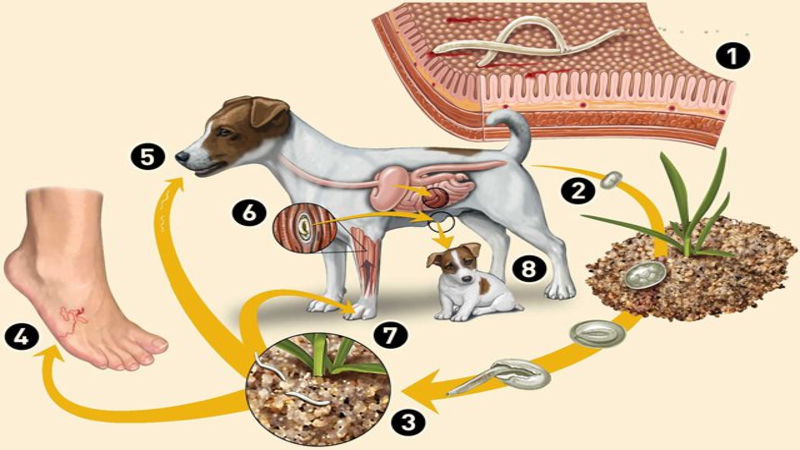 Cô gái 26 tuổi ở Phú Thọ bất ngờ lây bệnh từ thú cưng, chủ quan vì nhầm lẫn với bệnh dạ dày - Ảnh 2.