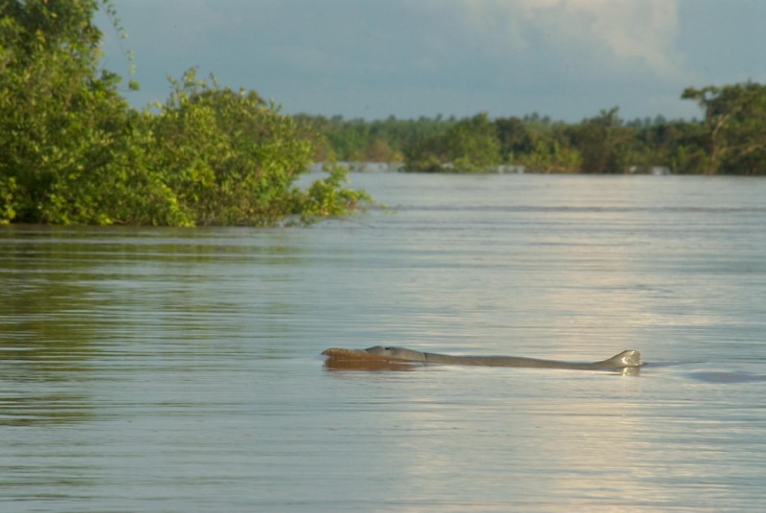 irrawaddy-dolphin-w-1500-1732681317225478387881-1732753131715-17327531318131160682117.jpg