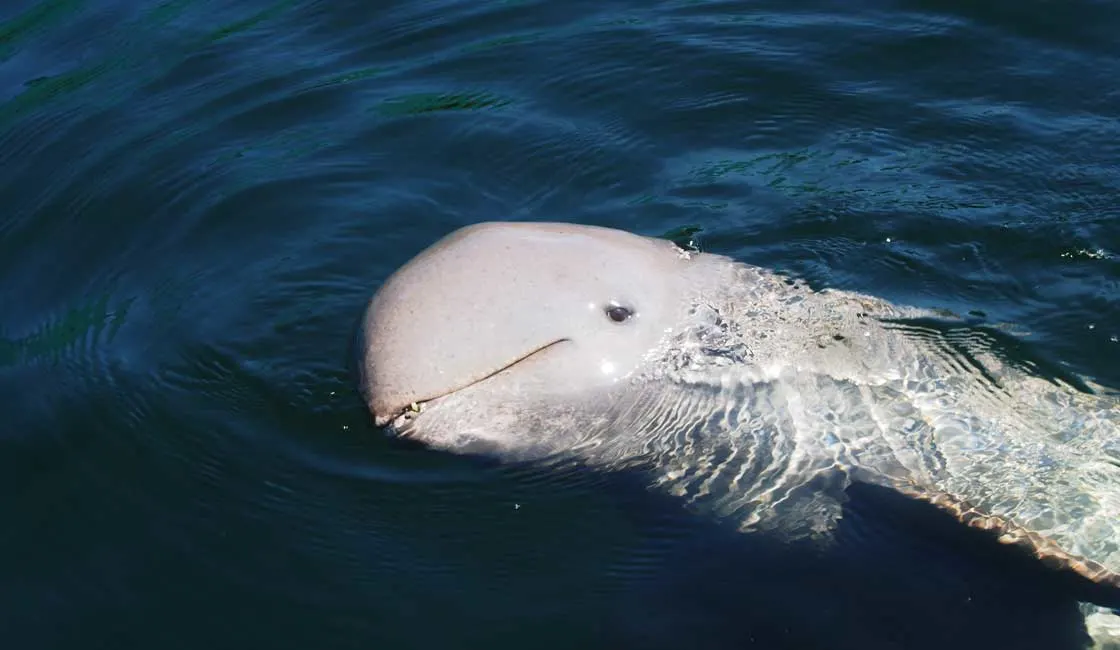 irrawaddy-river-dolphin-main-1732681688782523591776-1732753133437-1732753133592788704221.png