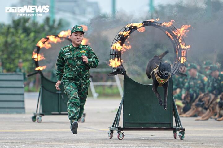 Điều đặc biệt đội quân khuyển tham gia trình diễn tại Triển lãm Quốc phòng quốc tế Việt Nam - Ảnh 3.