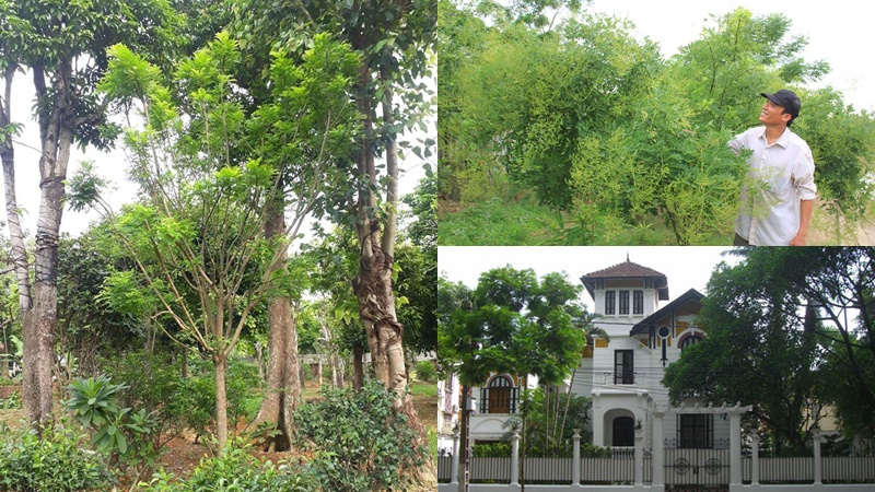 Cách trồng cây hoa hòe xua đuổi tà ma, đem lại vận khí tốt cho phong thủy của căn nhà - Ảnh 5.
