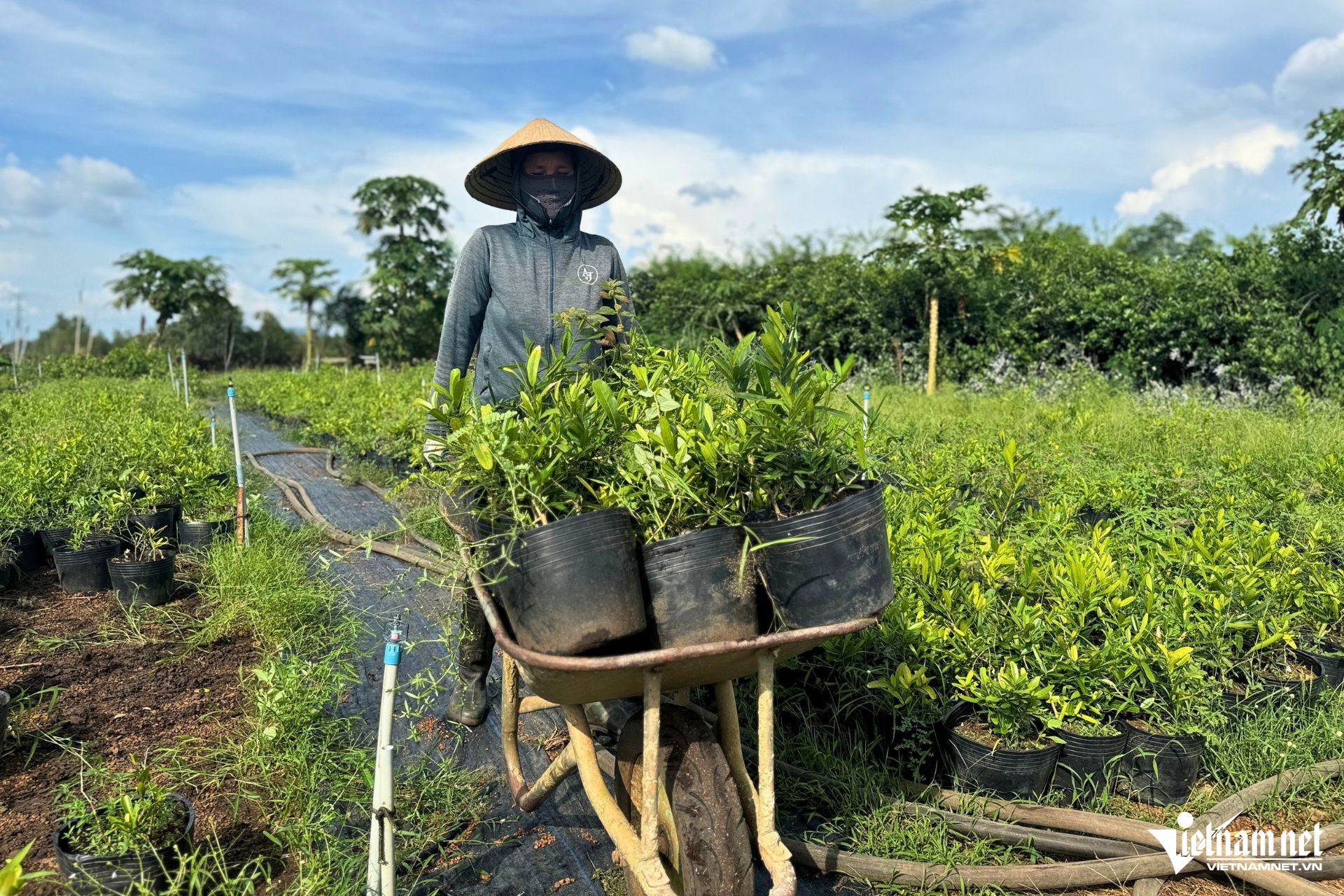 Bỏ kỹ sư làm nông dân, thu hơn 5 tỷ đồng mỗi năm từ loài cây mang tên lạ - Ảnh 3.