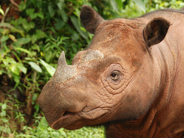 6t0mr32ggiphoto3sumatranrhino4cbillkonstantinternationalrhinofoundation-1731159804370-17311598045671757316493.jpg