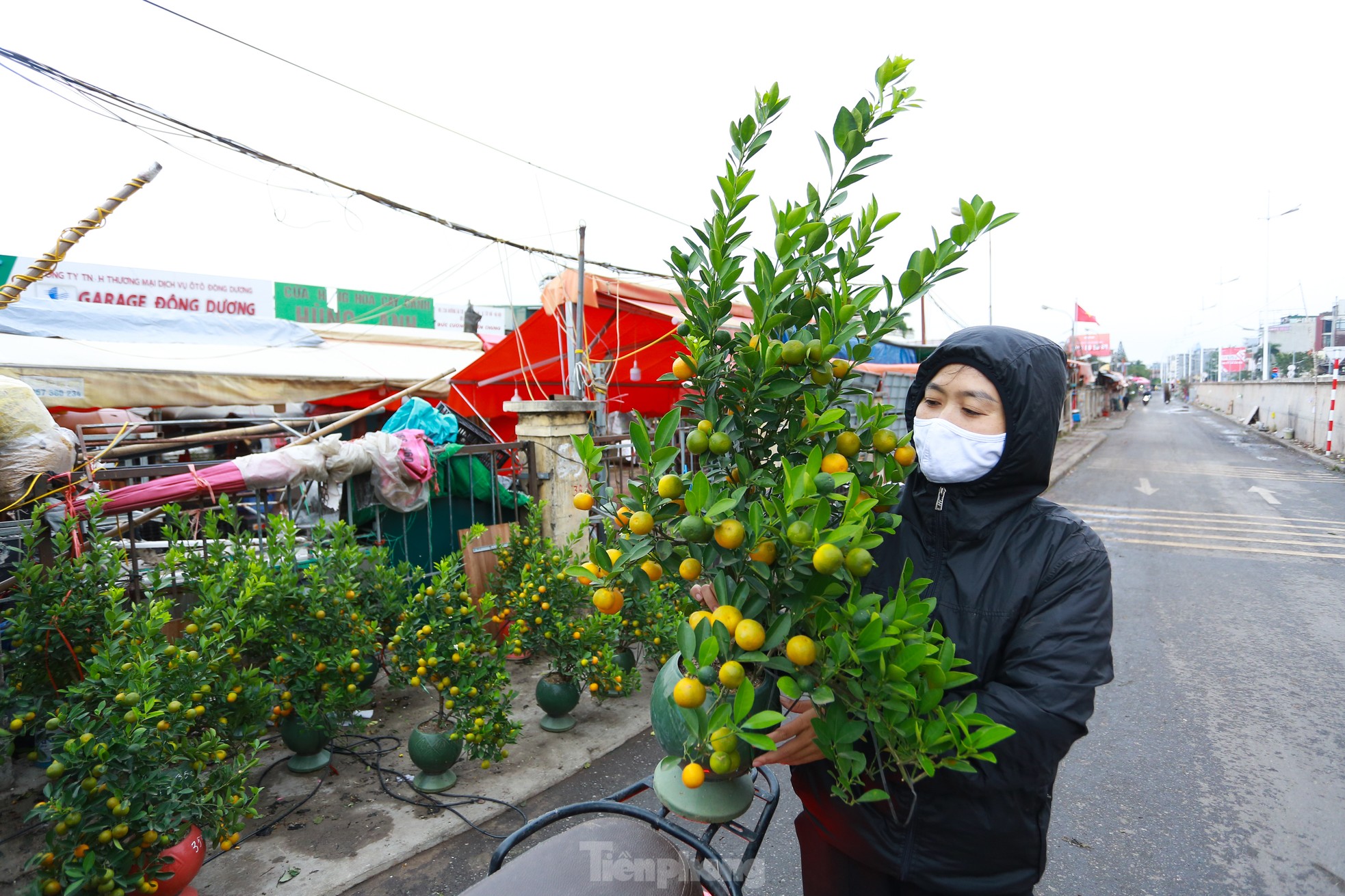 Đào, quất xuống phố mang không khí Tết đến sớm với người dân Thủ đô - Ảnh 16.