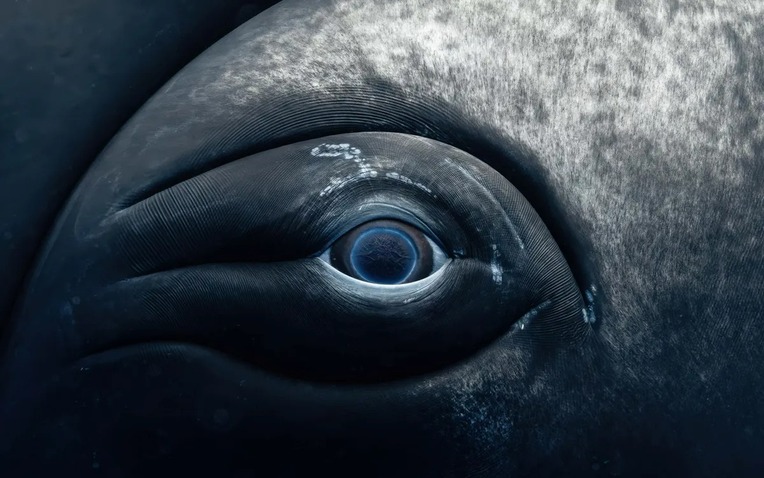 whale-eye-l-17339678220071181767788-0-0-750-1200-crop-1733968885545639105217-1734048776041-17340487762772140624965.jpg