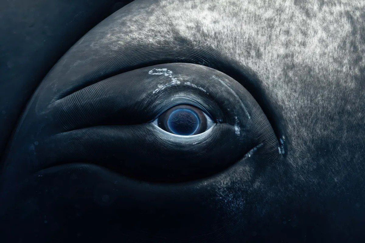 whale-eye-l-17339678220071181767788-1734048776698-1734048776798774972724.jpg