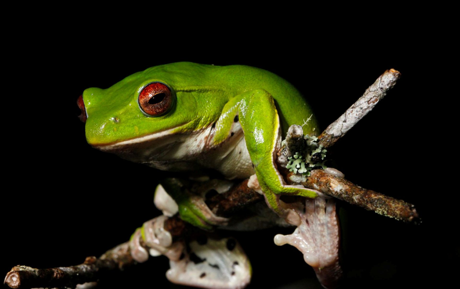 Tin tối 16/12: Đề xuất miễn học phí cho tất cả học sinh TPHCM từ năm học 2025-2026; có khoảng 112 loài mới được phát hiện tại Việt Nam- Ảnh 2. Tin tối 16/12: Đề xuất miễn học phí cho tất cả học sinh TPHCM từ năm học 2025-2026; có khoảng 112 loài mới được phát hiện tại Việt Nam- Ảnh 2.