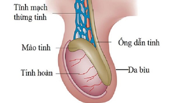 viem-ong-dan-tinh-o-nam-gioi-173224048211181791269-1733122320657-17331223210511154109496.jpg