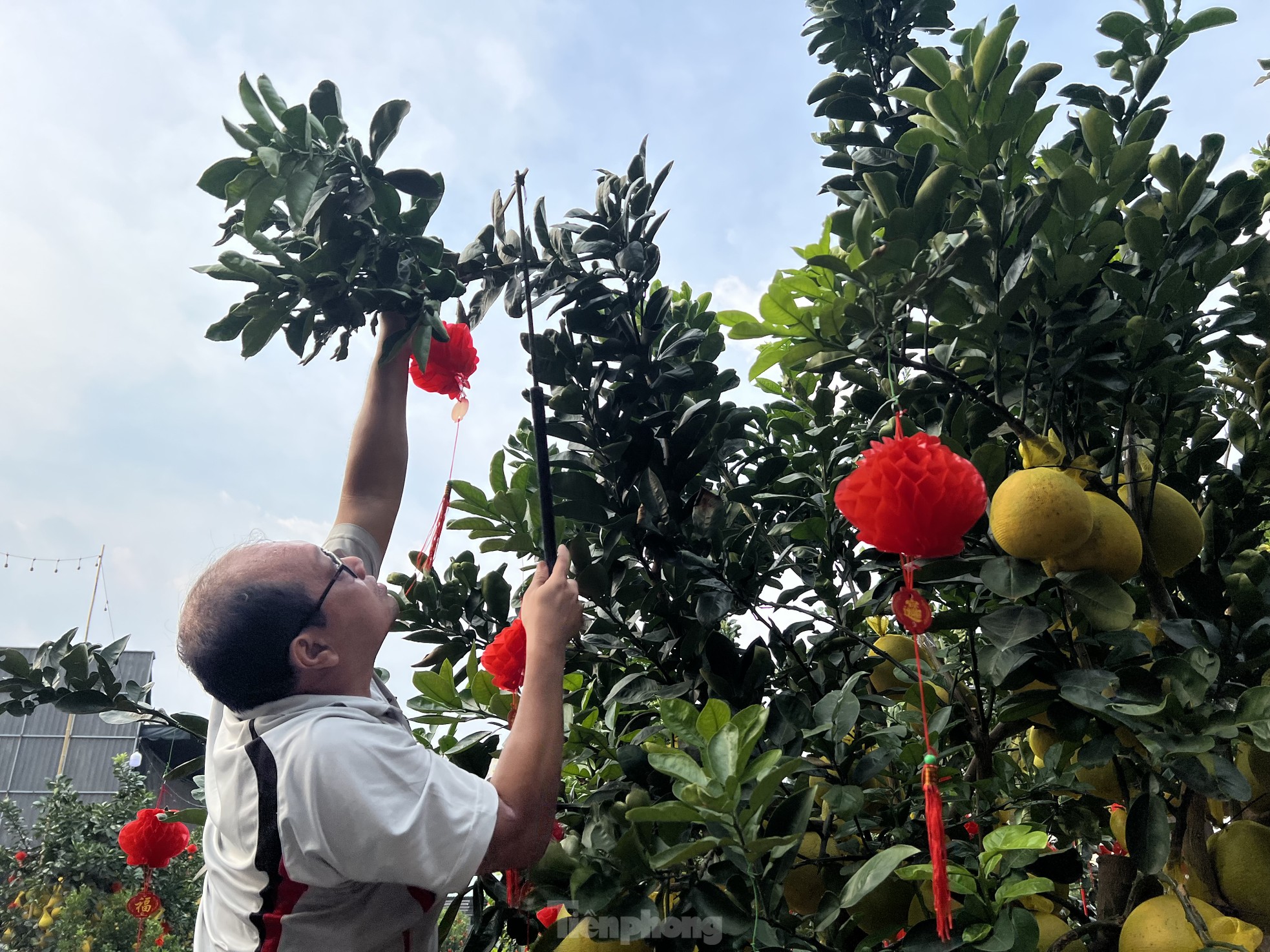 Loại quả từ Bắc vào được thắt nơ, vàng rực và thơm lừng cả con phố ở TPHCM - Ảnh 7.