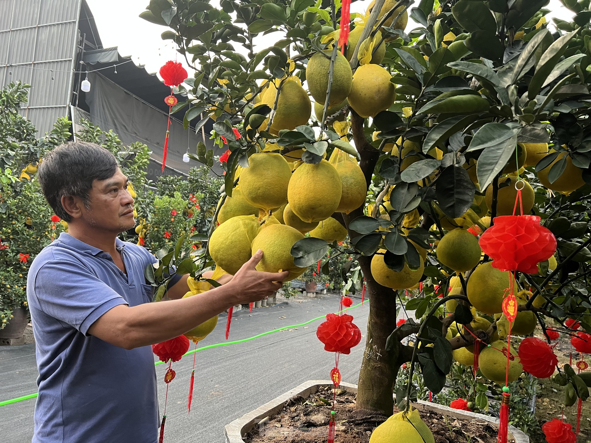 Loại quả từ Bắc vào được thắt nơ, vàng rực và thơm lừng cả con phố ở TPHCM - Ảnh 9.