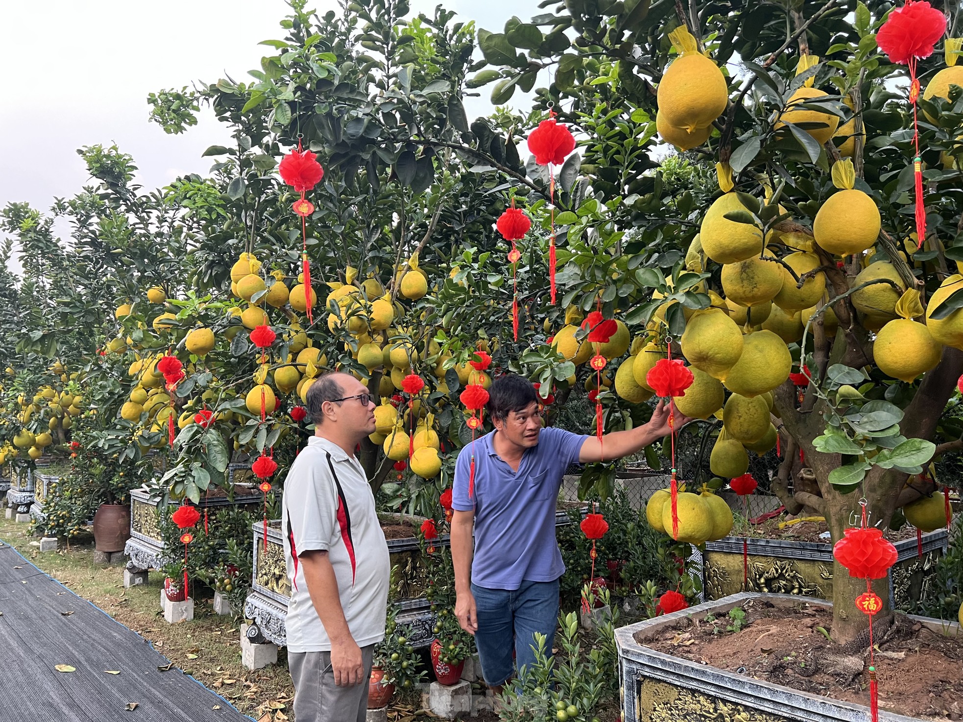 Loại quả từ Bắc vào được thắt nơ, vàng rực và thơm lừng cả con phố ở TPHCM - Ảnh 10.