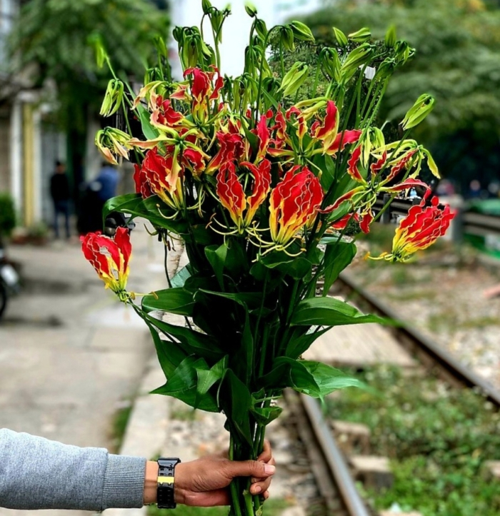 Vị trí đặt hoa ly lửa trong nhà để thu hút vận may- Ảnh 4.