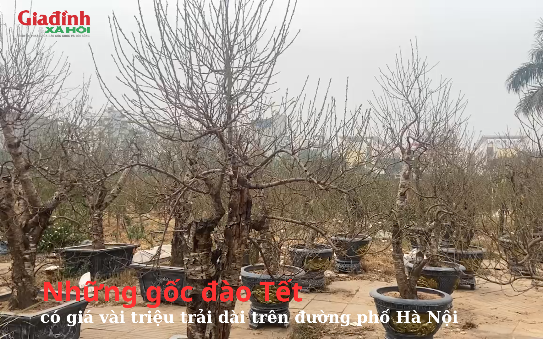 Những gốc đ&agrave;o Tết c&oacute; gi&aacute; v&agrave;i triệu đồng trải d&agrave;i tr&ecirc;n đường phố H&agrave; Nội 