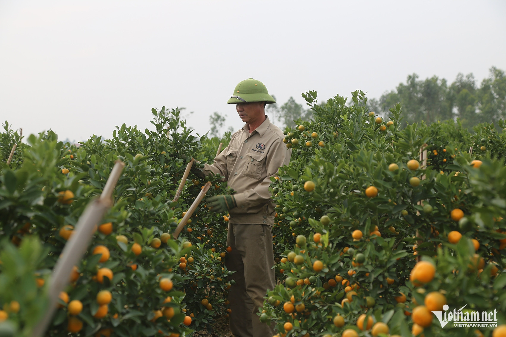 Khan hiếm đào quất, thương lái ôm tiền tới tận vườn đặt cọc sớm - Ảnh 5.