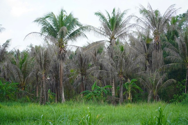 Lý do dừa Bến Tre khan hiếm, giá tăng từng ngày - Ảnh 3.