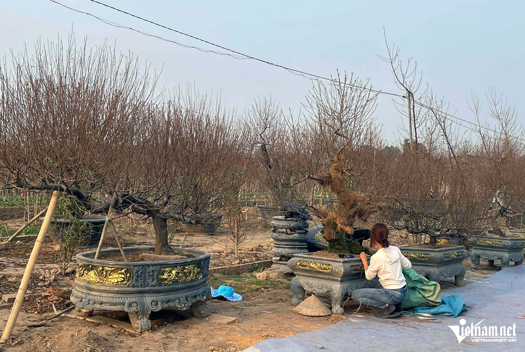 Giá đào Tết tăng, hoa 'lười' nở khiến chủ vườn Nhật Tân mất ăn mất ngủ - Ảnh 2.