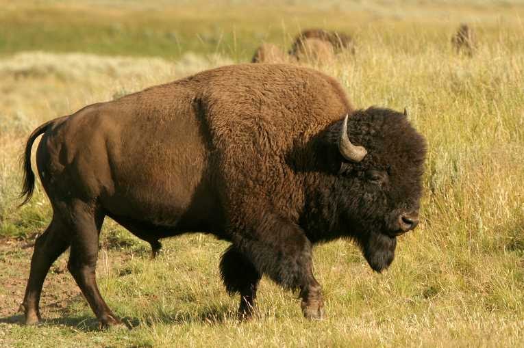 bison-17335582293261349810835-1733703879821-1733703880102146069705.jpg