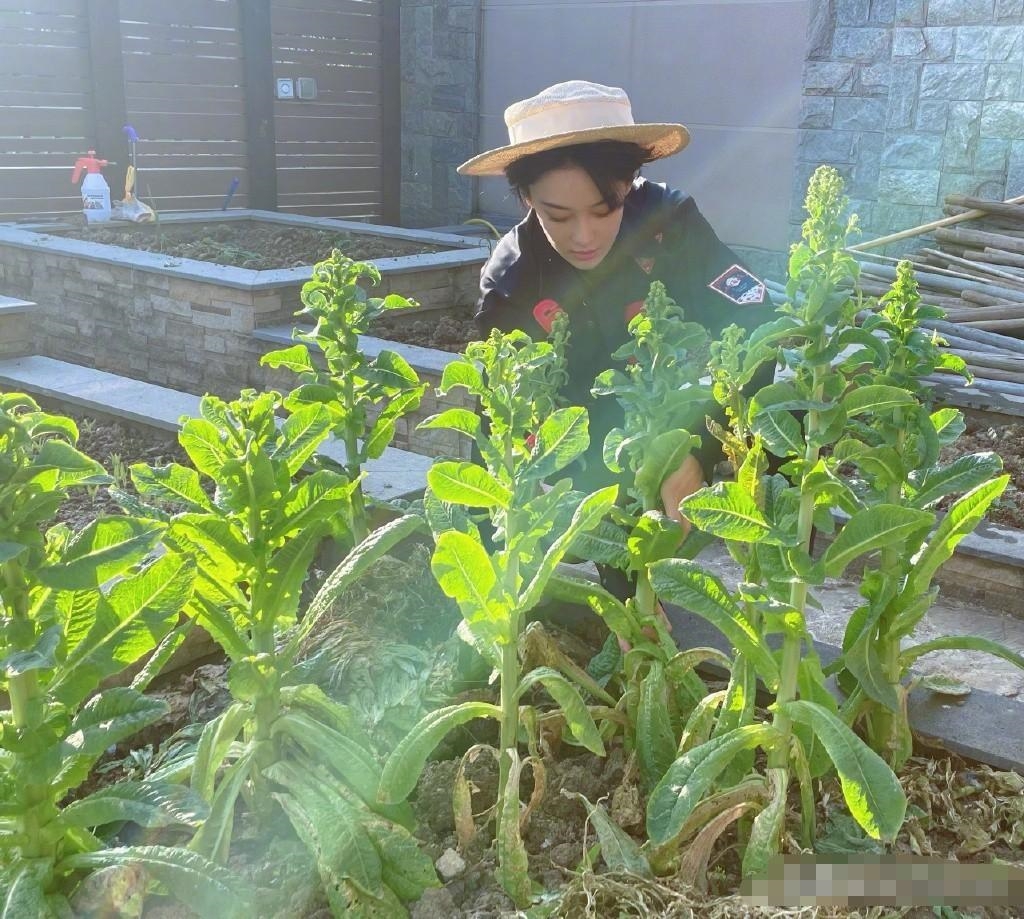 Chị đẹp xứ Trung &quot;nổi rần rần&quot; trên mạng xã hội nhờ tự tay vun trồng một vườn rau đẹp như truyện cổ tích- Ảnh 8.