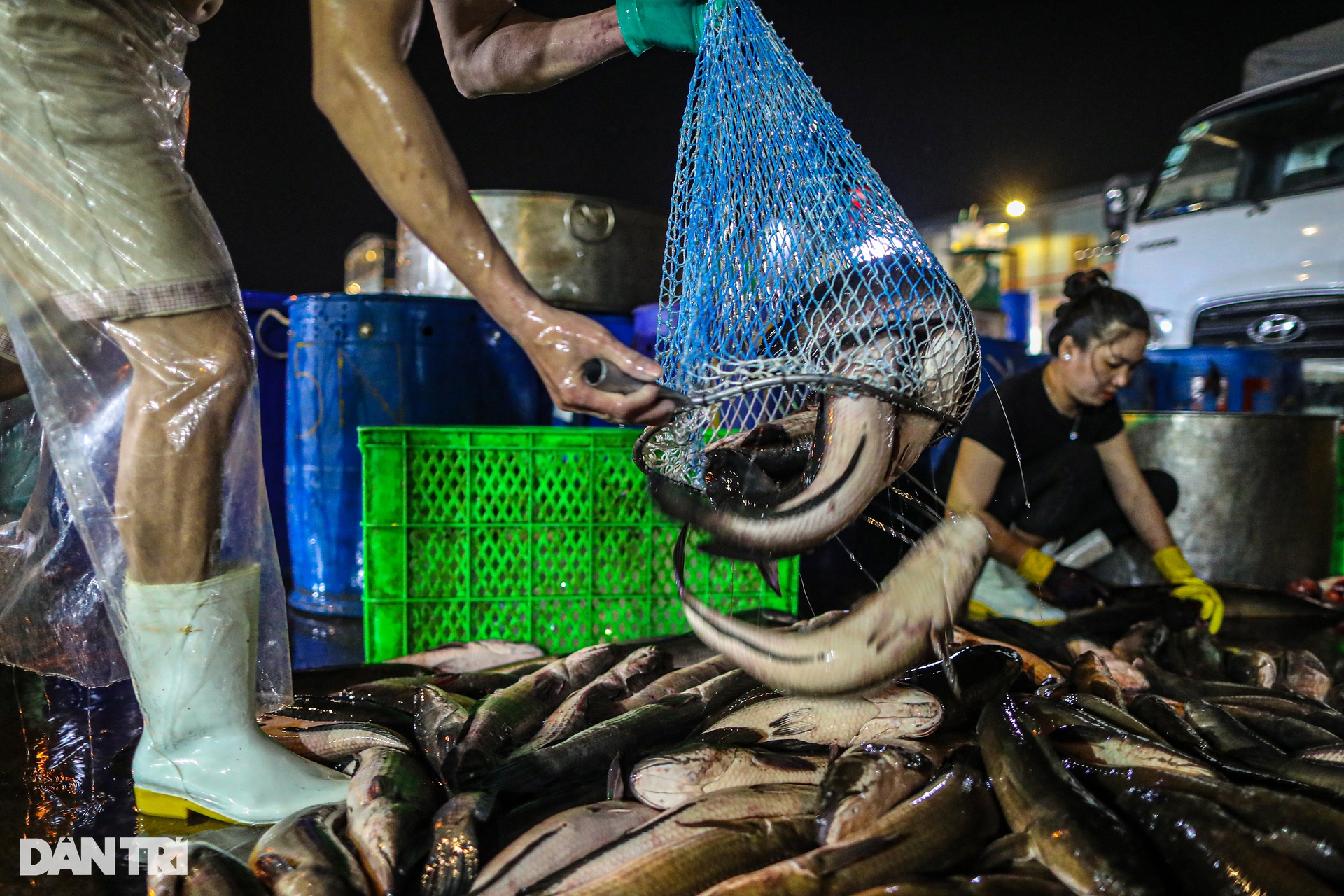 Chợ cá lóc lớn nhất TPHCM tất bật trước ngày vía Thần Tài - Ảnh 1.