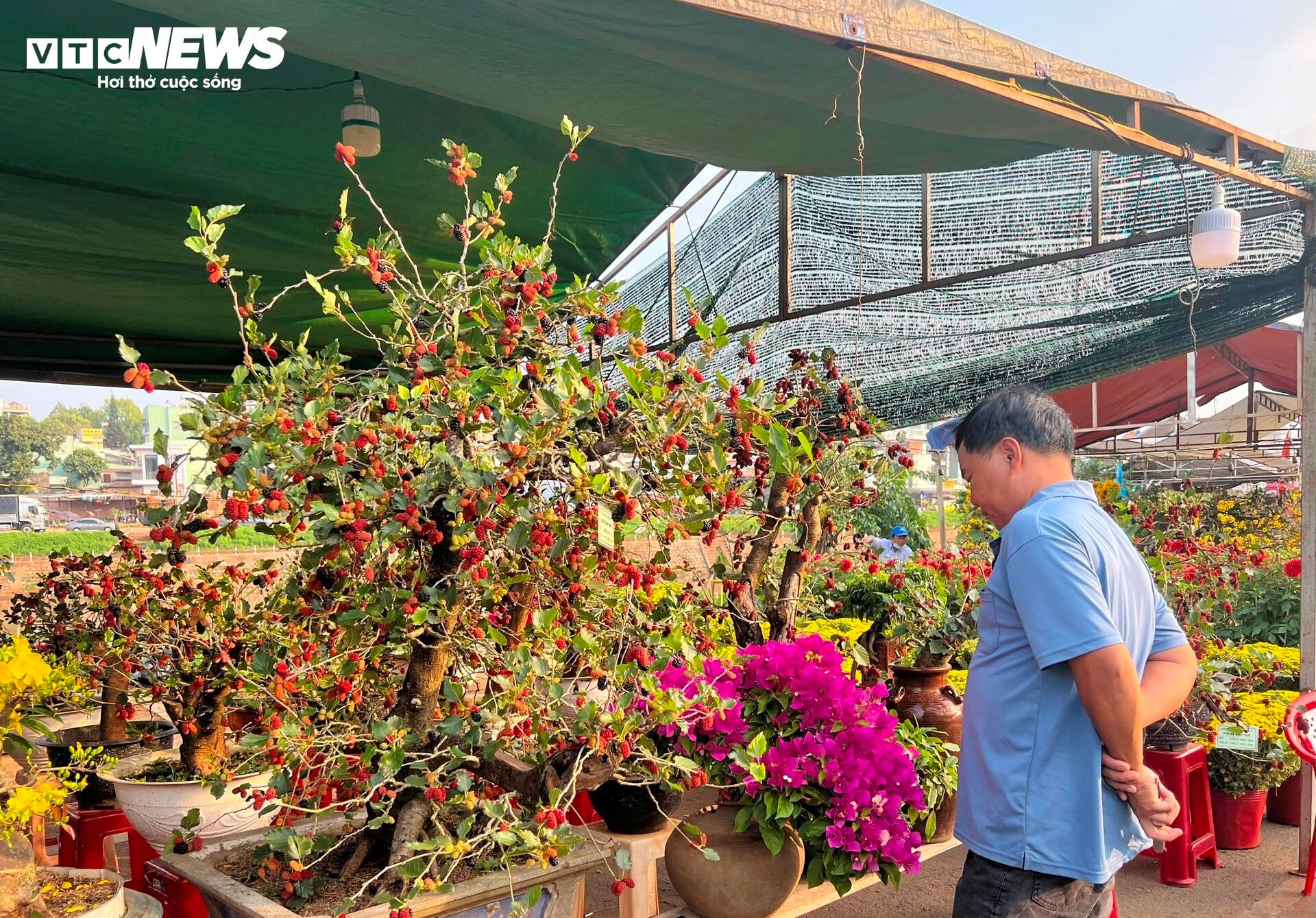 Bonsai dâu tằm dáng 'siêu độc', bán giá hàng chục triệu đồng/cây