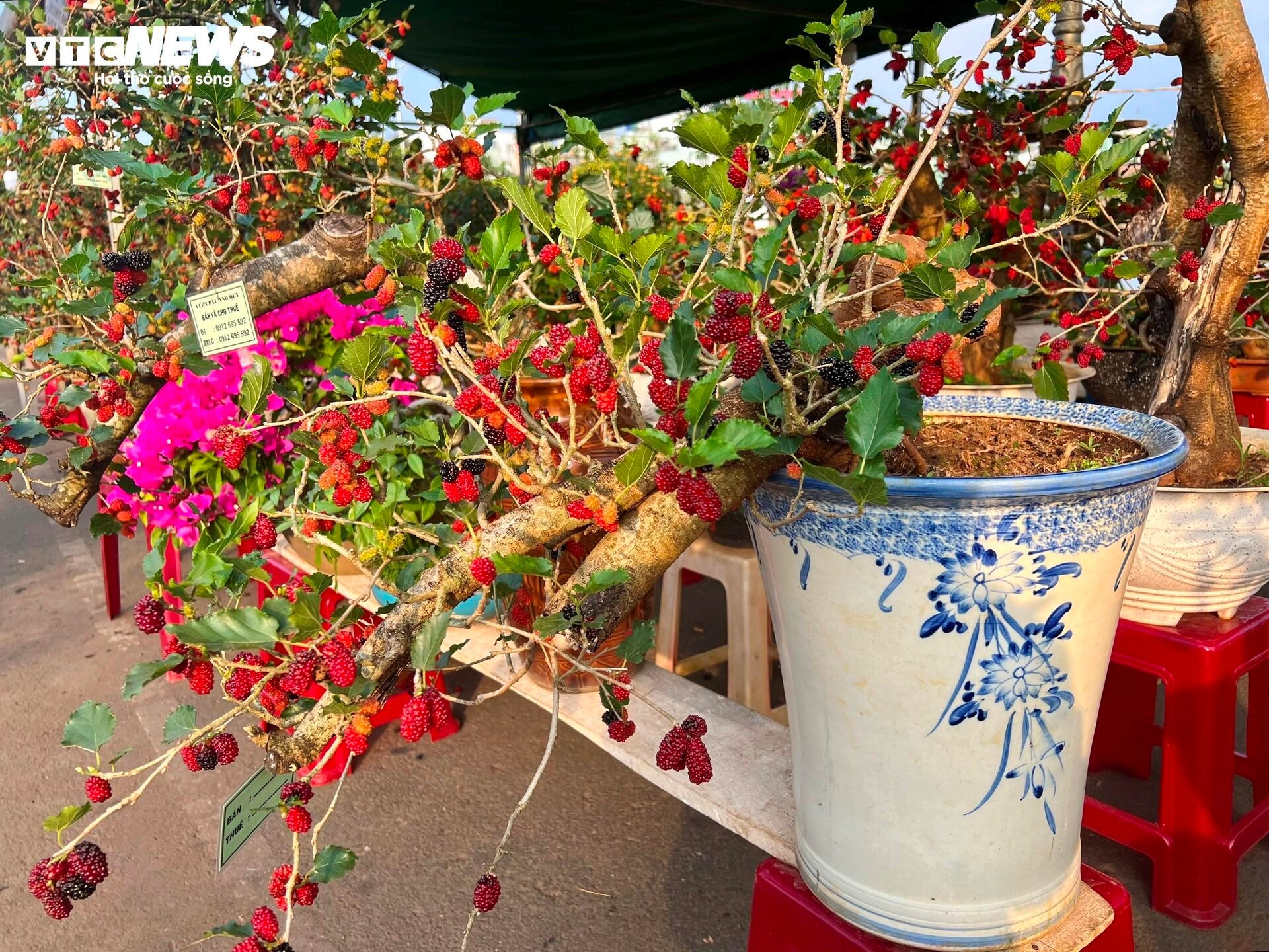 Bonsai dâu tằm dáng 'siêu độc', bán giá hàng chục triệu đồng/cây