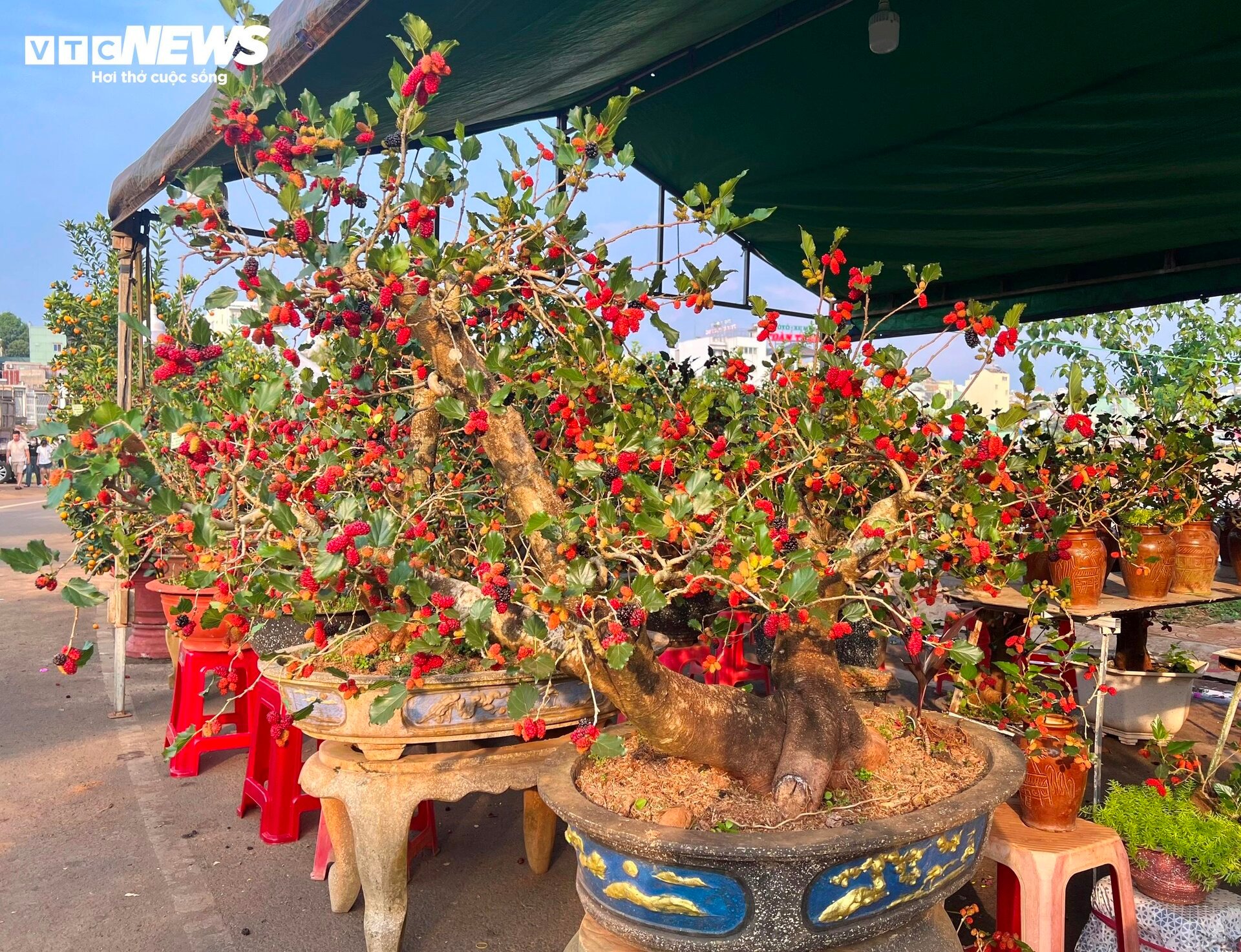 Bonsai dâu tằm dáng 'siêu độc', bán giá hàng chục triệu đồng/cây - Ảnh 5.