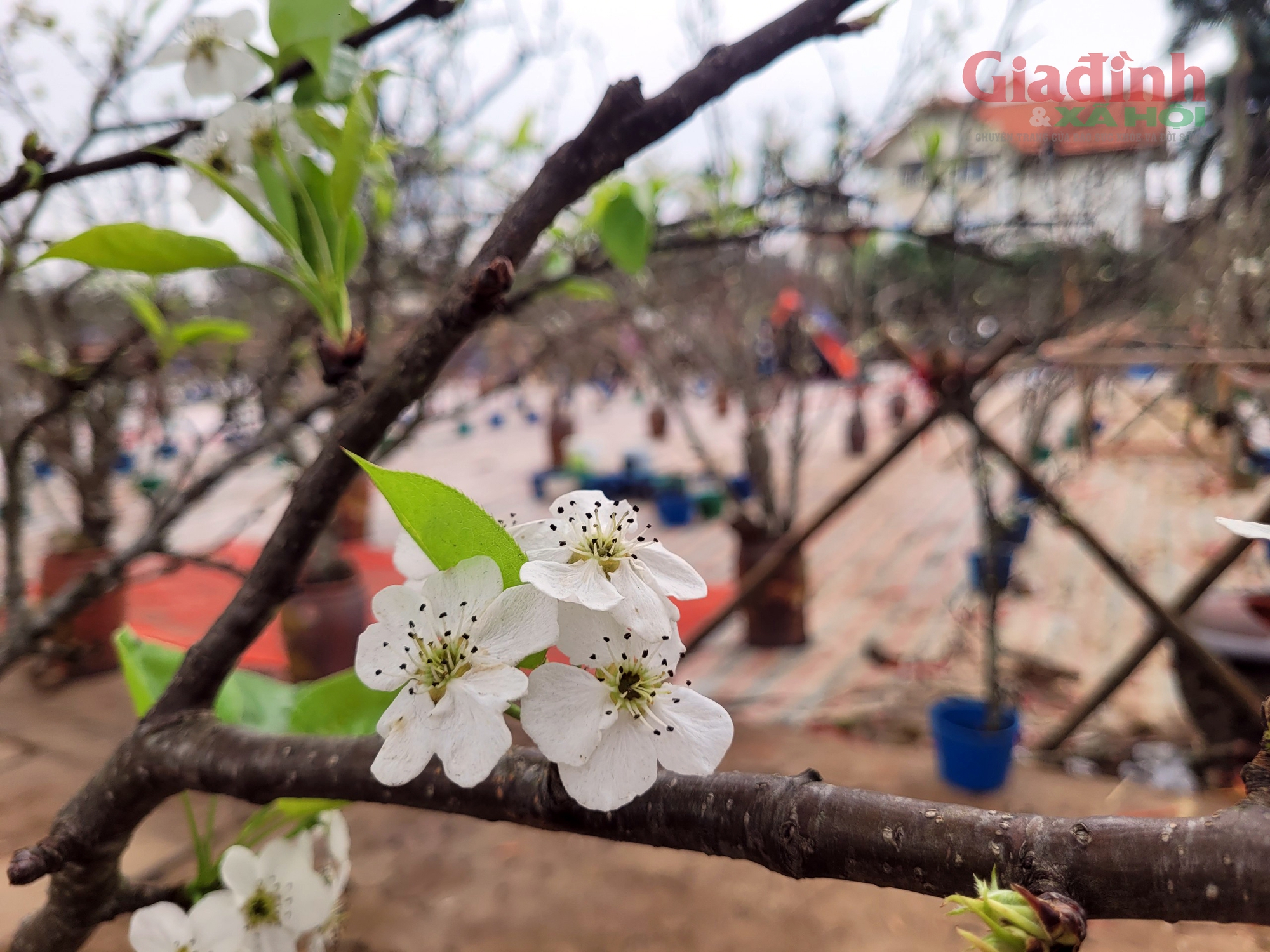 Sau Tết Nguyên đán, thú chơi lê rừng nở rộ dù giá bán đến 2,5 triệu đồng/cây - Ảnh 9.