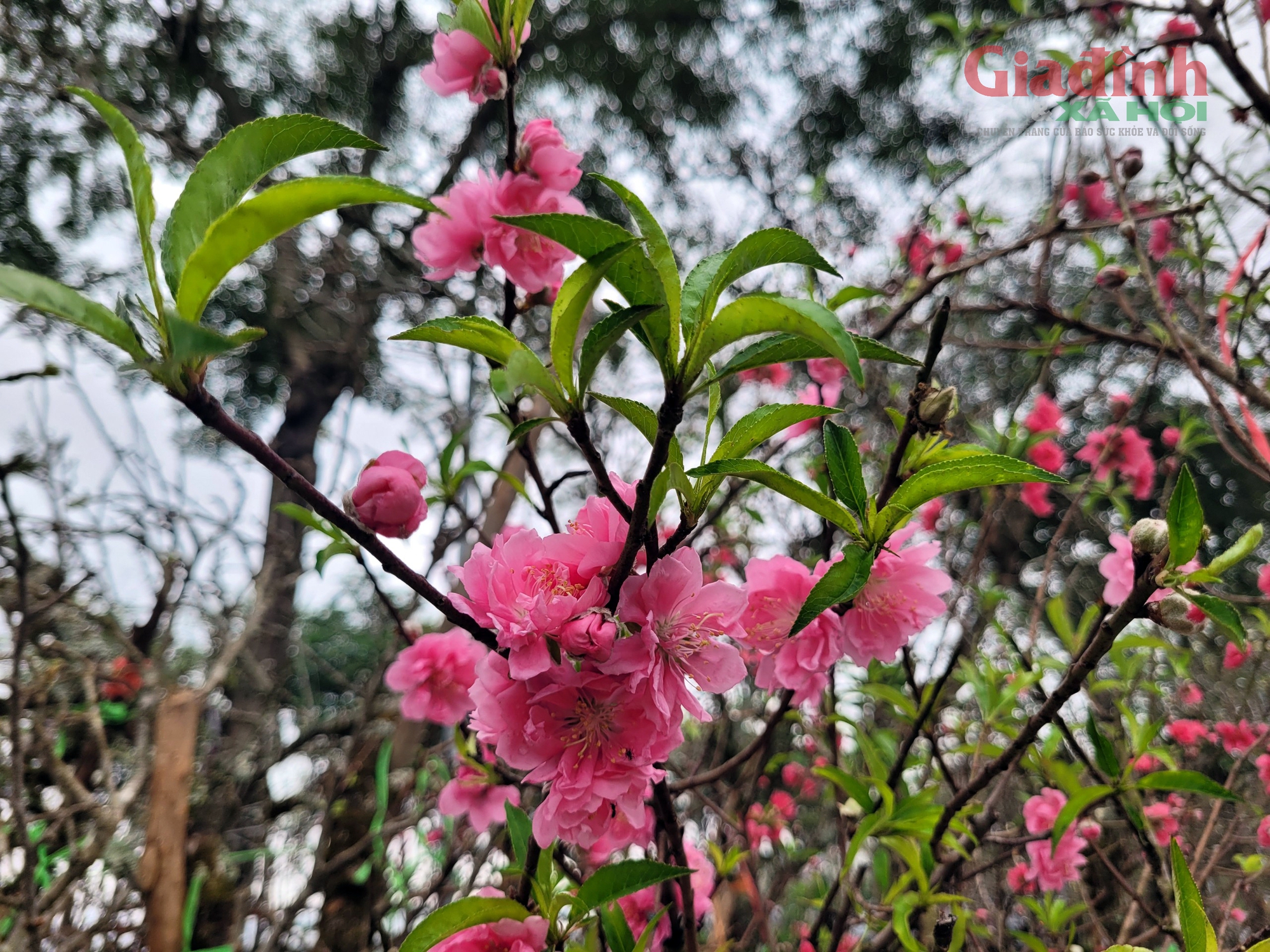 Sau Tết Nguyên đán, thú chơi lê rừng nở rộ dù giá bán đến 2,5 triệu đồng/cây - Ảnh 12.