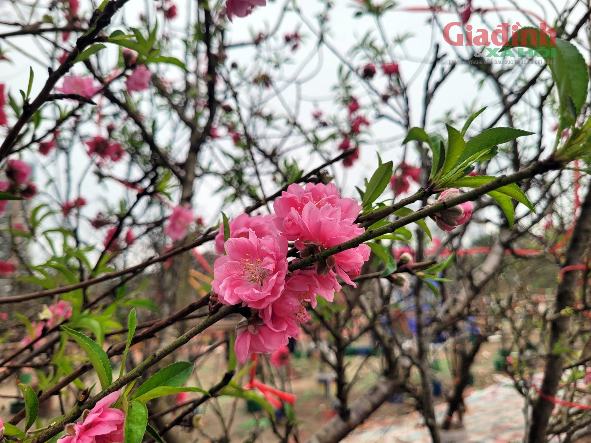 Sau Tết Nguyên đán, thú chơi lê rừng nở rộ dù giá bán đến 2,5 triệu đồng/cây - Ảnh 13.