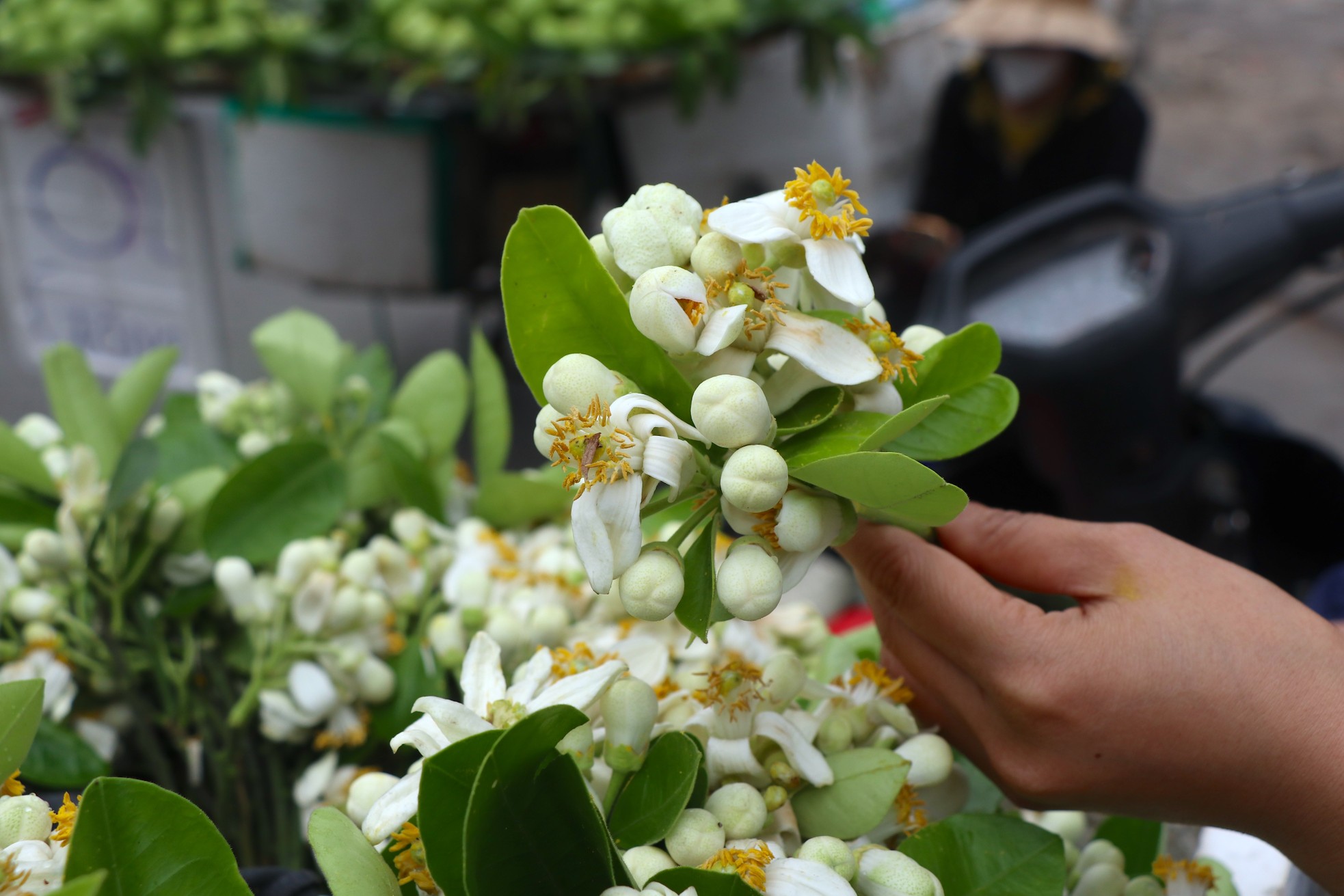 Hoa bưởi đầu mùa giá tới nửa triệu đồng/kg vẫn hút khách Hà Thành - Ảnh 9.