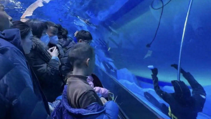 Trung Quốc: Một thợ lặn chết đuối ngay trong thủy cung, nhiều du khách đứng xem còn tưởng là &quot;hình nộm&quot; - Ảnh 1.