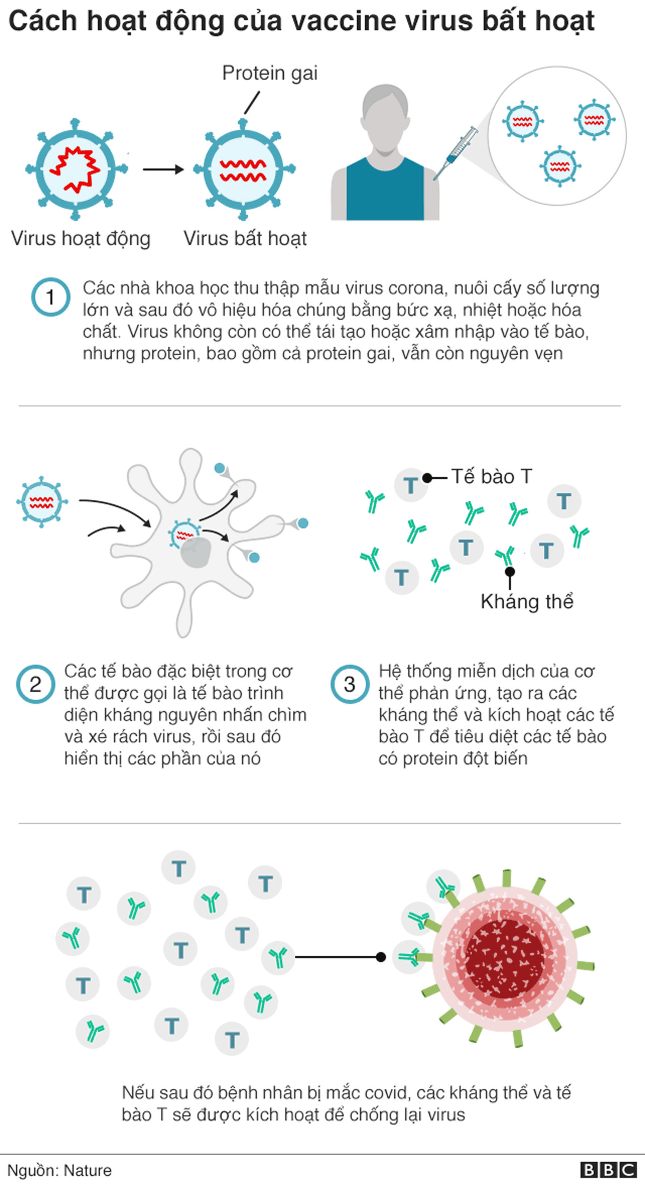 Virus không phải lúc nào cũng là kẻ phản diện, đây là 5 cách loài người &quot;liên minh&quot; với virus để chống lại bệnh tật- Ảnh 6.