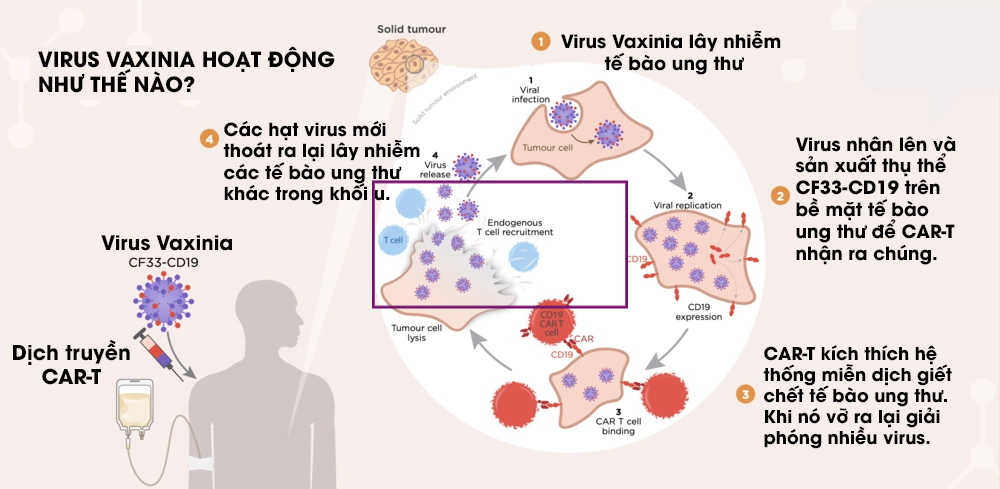 Virus không phải lúc nào cũng là kẻ phản diện, đây là 5 cách loài người &quot;liên minh&quot; với virus để chống lại bệnh tật- Ảnh 5.