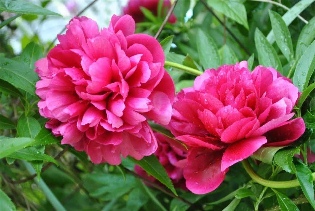 5 loại hoa rước vận xui, hao tài tốn lộc năm mới: Đẹp rạng rỡ cũng không trưng trong nhà ngày Tết - Ảnh 2.