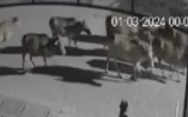 Một hộ dân trình báo mất 12 con bò, bị lùa đi trong đêm - Ảnh 2.