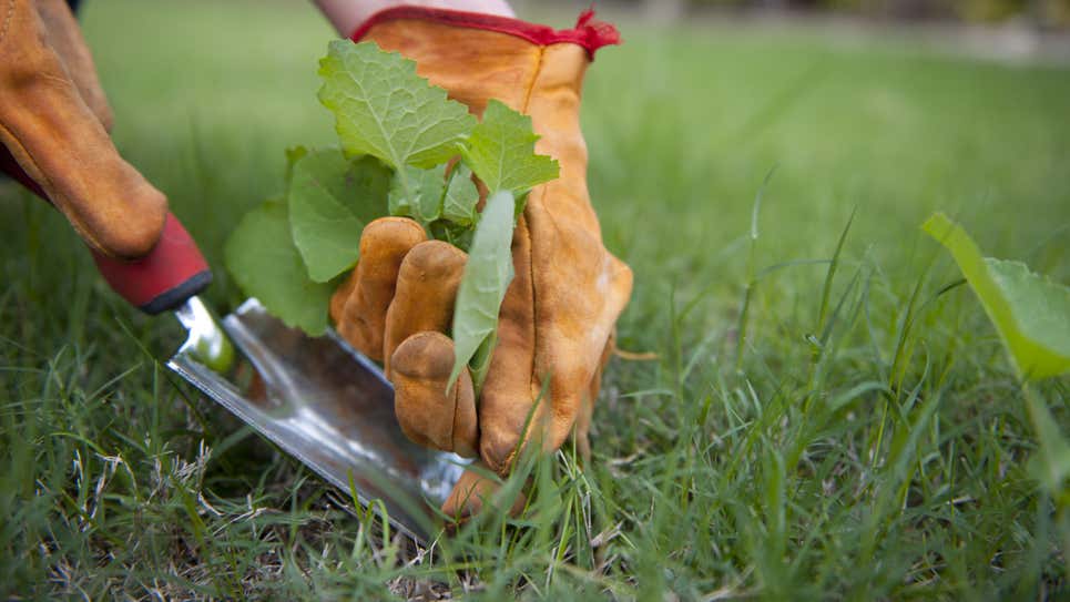 9 cách sử dụng giấm chăm sóc vườn xanh tốt đến 80% người yêu cây không biết- Ảnh 1.