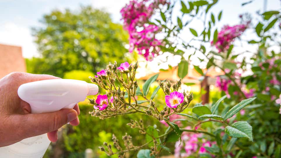 9 cách sử dụng giấm chăm sóc vườn xanh tốt đến 80% người yêu cây không biết- Ảnh 6.