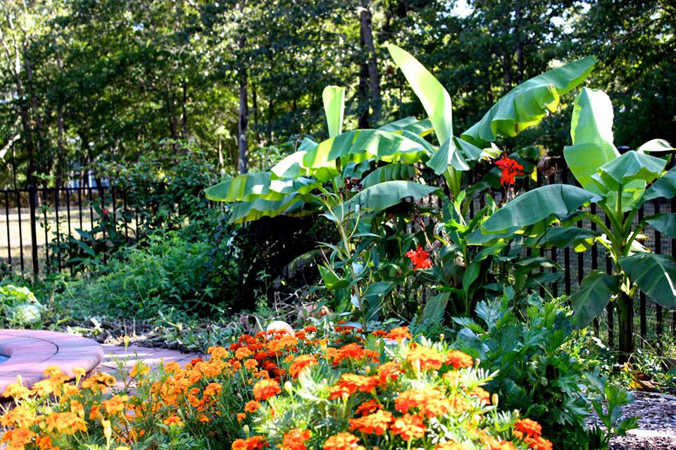Khu vườn xanh tươi ngập tràn rau quả sạch của nữ giám đốc sáng tạo yêu thích trồng cây - Ảnh 2.