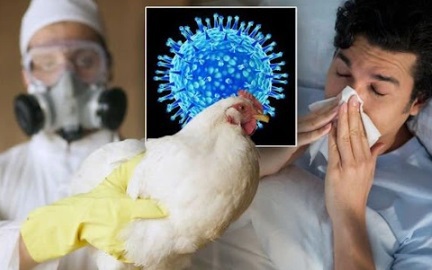 Thông tin mới nhất vụ nam sinh tử vong do cúm A/H5N1, đây có thể là yếu tố dịch tễ lây nhiễm bệnh