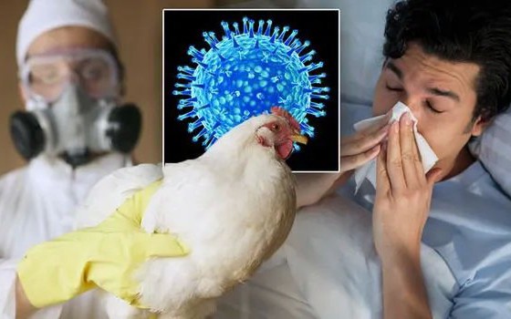 Làm sao để phân biệt cúm A/H5N1, cúm mùa và COVID-19?