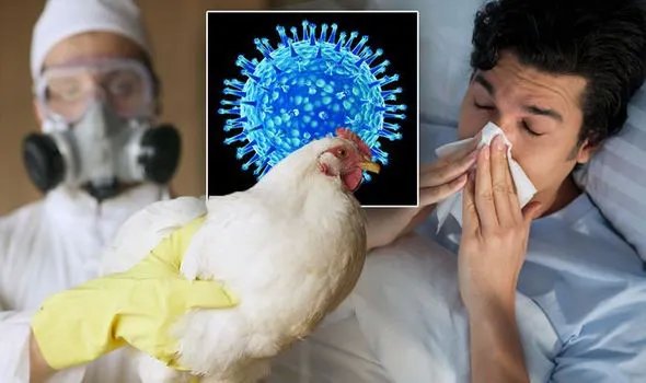Làm sao để phân biệt cúm A/H5N1, cúm mùa và COVID-19? - Ảnh 2.